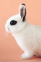 任天堂Switch版《零式赛车》开发者透露早期原型细节